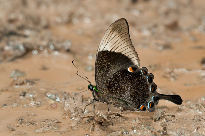 Papilio palinurus palinurus (Banded Peacock)