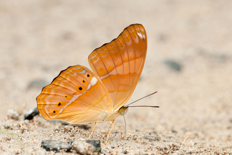 Cirrochroa emalea ravana