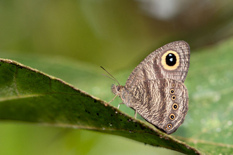 Ypthima fasciata fasciata