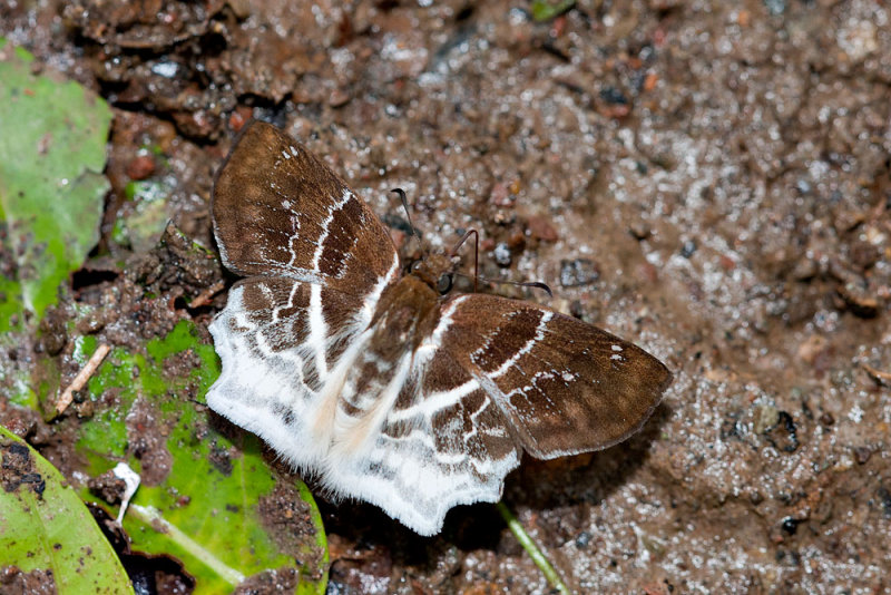 Odontoptilum Pygela Pygela (The Banded Angle)