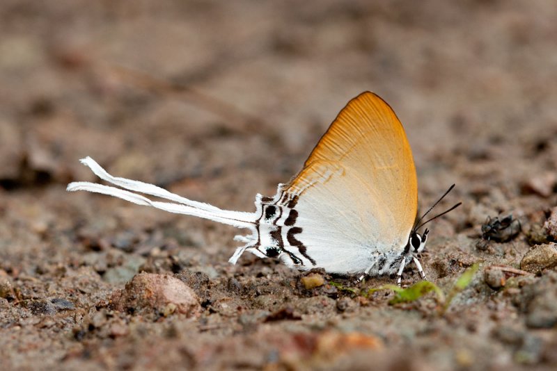 Cheritra freja ochracea