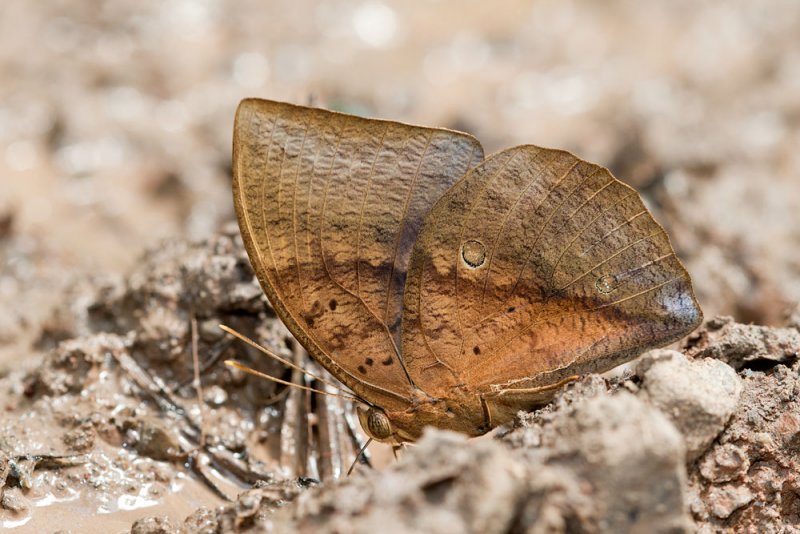 Discophora necho 