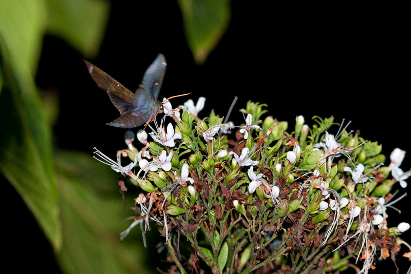 Eurypteryx shelfordi