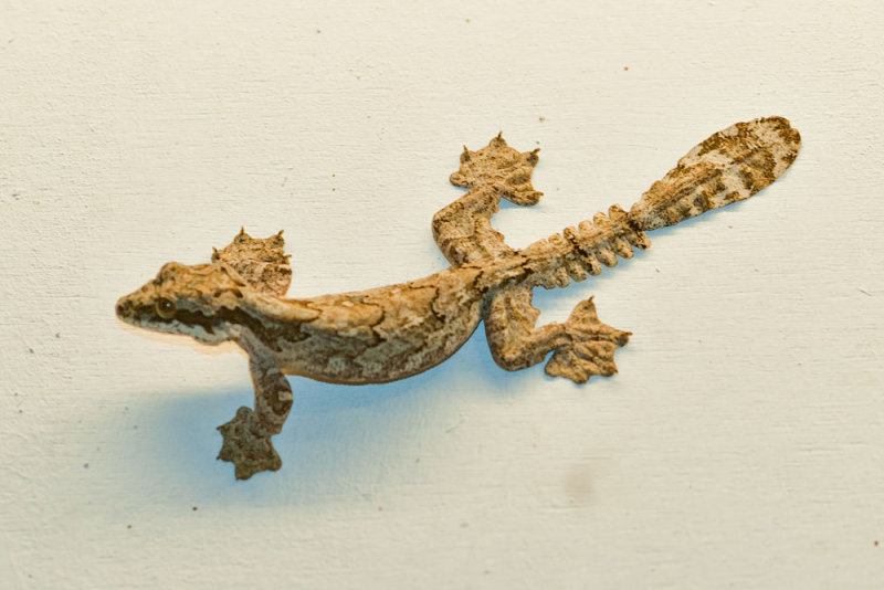 Ptychozoon horsfieldii (TBC)