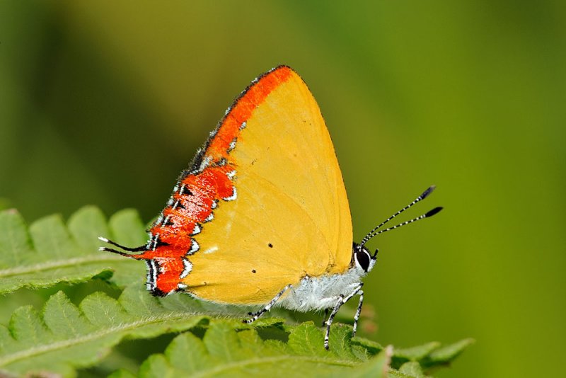 Heliophorus epicles tweediei (Purple Sapphire)