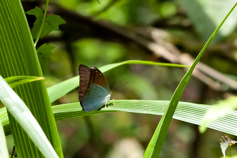 Tanaecia julii bougainvillei - female