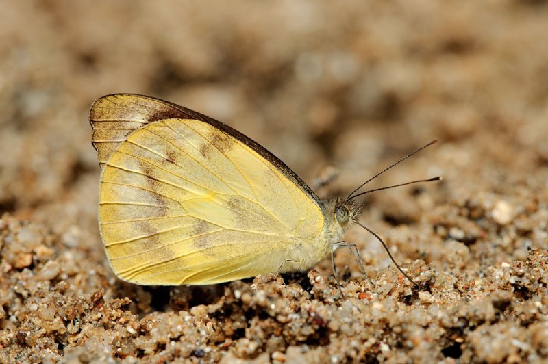 Appias pandione lagela