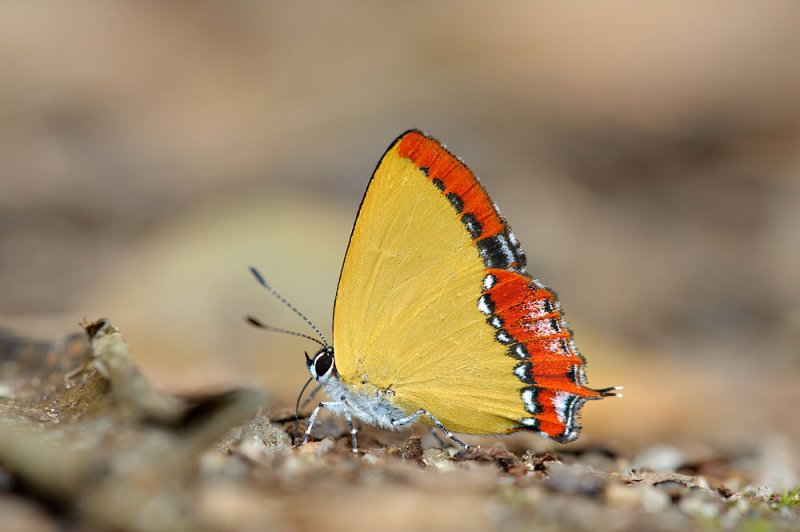 Heliophorus ila malaya - male