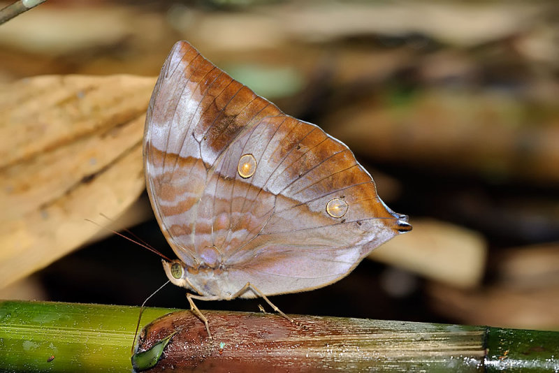 Zeuxidia amethystus ( The Saturn)