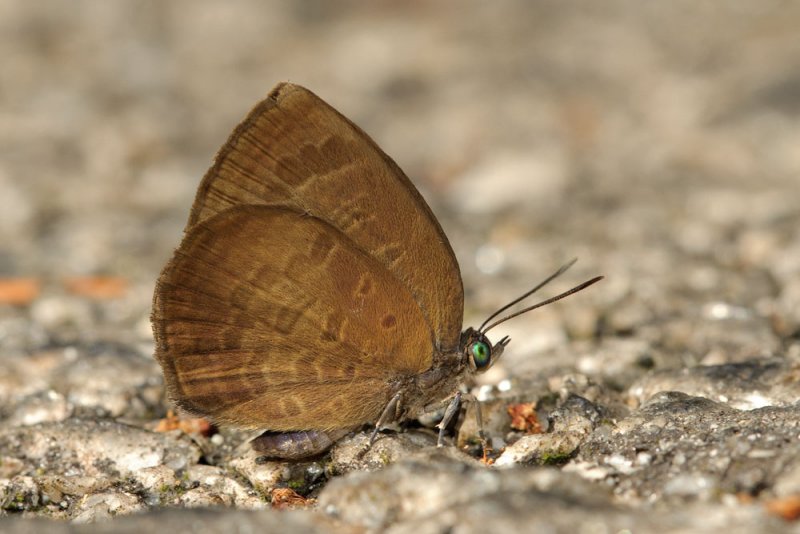 Arhopala inornata inornata (male)