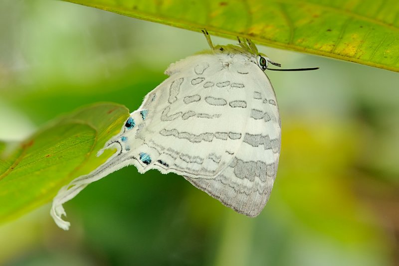 Neomyrina nivea periculosa (The White Imperial)