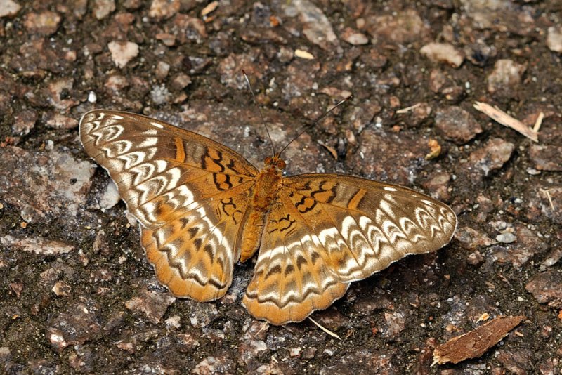 Lebadea martha malayana (Knight)
