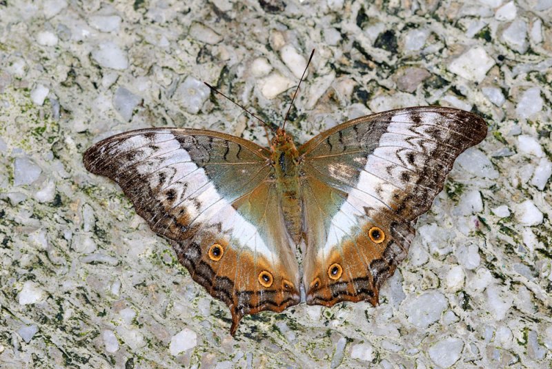 Vindula dejone erotella (The Cruiser ) - female