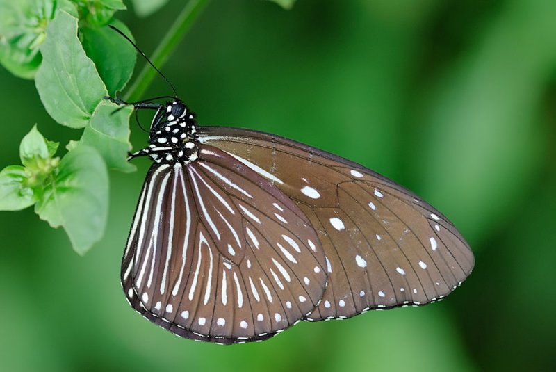 Euploea mulciber mulciber (Striped Blue Crow) - female