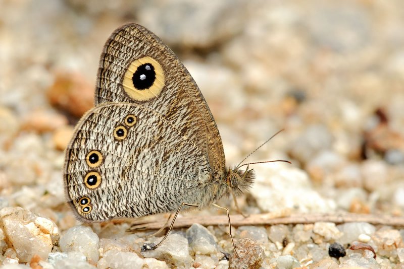 Ypthima baldus newboldi (Common Five Ring)