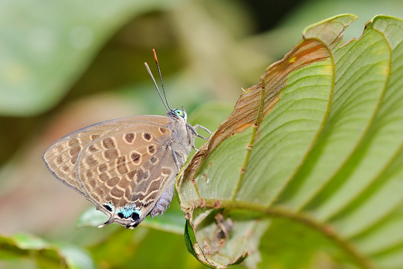 Arhopala corinda corestes (female)