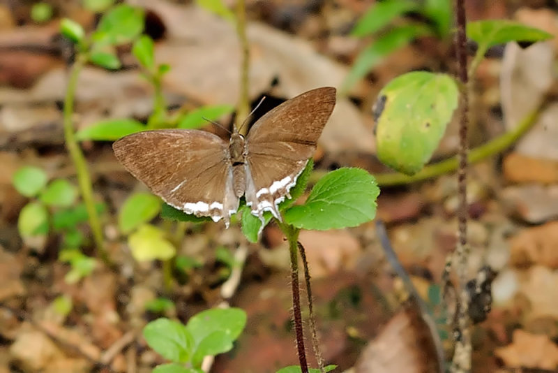Common Imperial ?