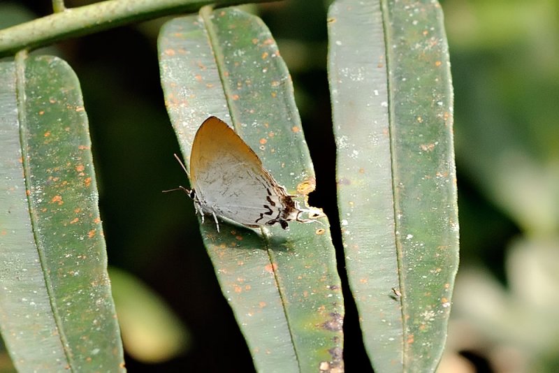Common Imperial ?