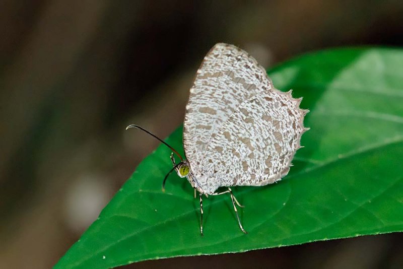 Allotinus horsfieldi permagnus (female)