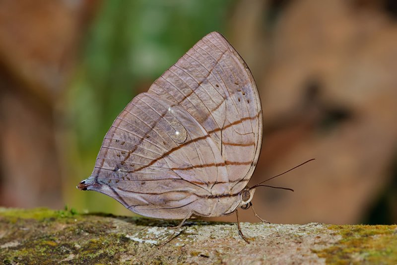 Amathuxidia amythaon dilucida (Koh-I-Noor)