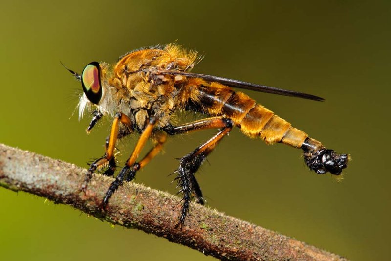 Robberfly