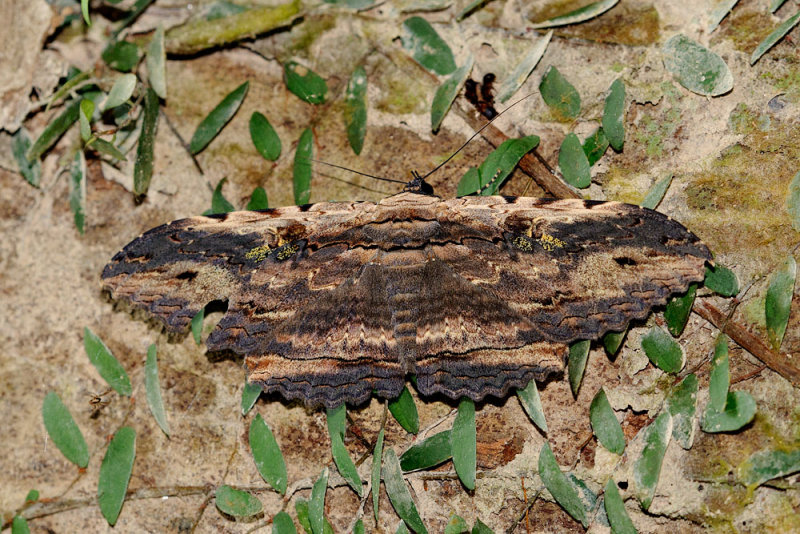 Moth