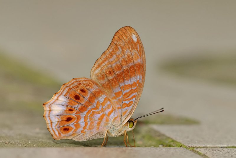 Terinos terpander robertsia (Royal Assyrian)