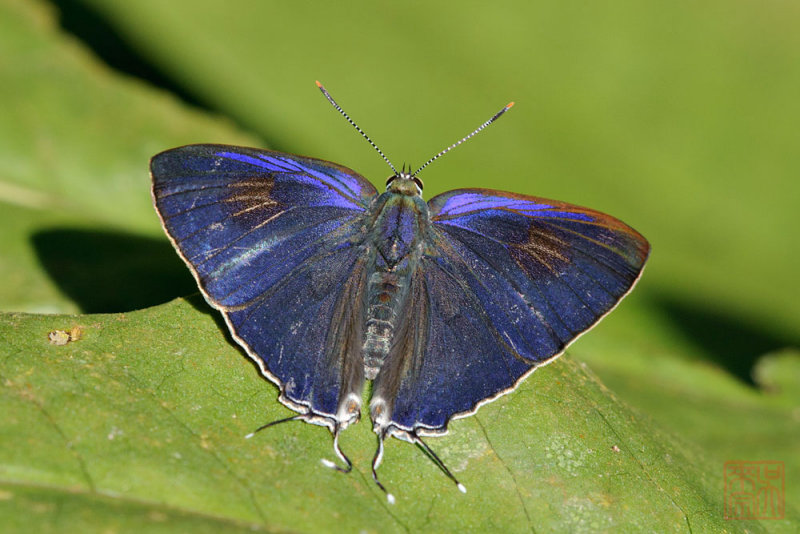 Hypolycaena erylus teatus (Common Tit)