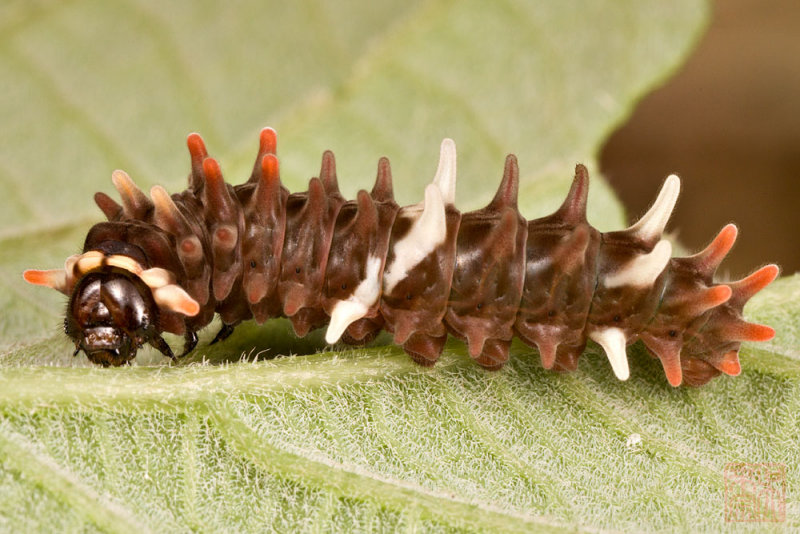 Pachliopta (Losaria) coon doubledayi