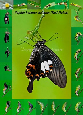 Papilio helenus helenus (Red Helen)