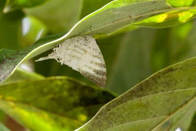 Neomyrina nivea periculosa (The White Imperial)