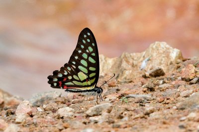 Graphium arycles arycles (The Spotted Jay)