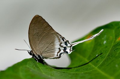 Ritra aurea volumnia (Orange Imperial)