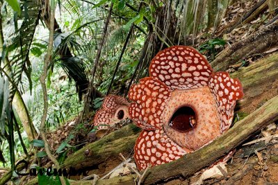 Rafflesia cantleyi‏