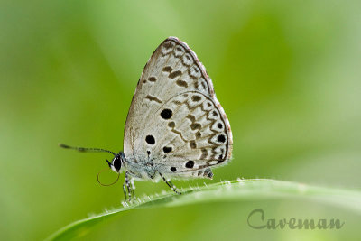 Acytolepis puspa lambi (Common Hedge Blue)