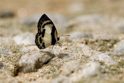 Caleta roxus pothus