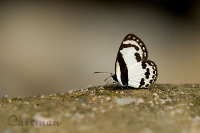 Caleta roxus pothus