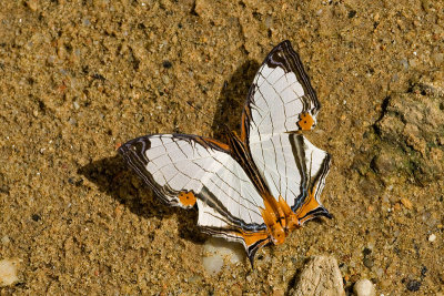 Cyrestis nivea nivalis up