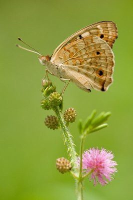 Junonia orithya wallacei(Blue Pansy)