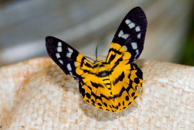 moth