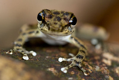 Amolops larutensis (Torrent frog)