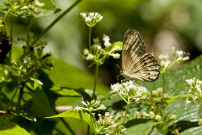 Paduca fasciata fasciata