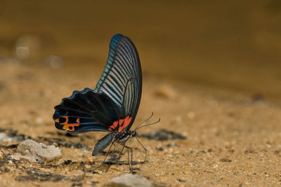 Papilio memnon agenor(Great Mormon)