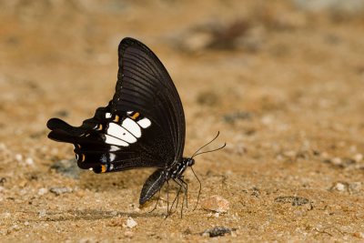 Papilio prexaspes prexaspes (The Blue Helen)