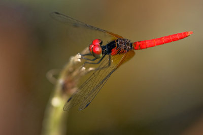 Nannophya pygmaea