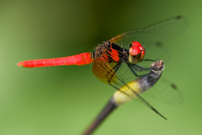 Nannophya pygmaea