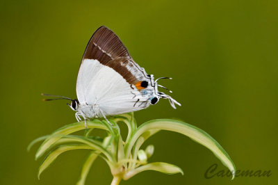 Rachana jalindra burbona (Banded Royal)