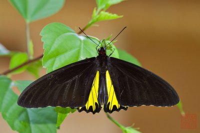 Troides helena cerberus(Common Birdwing)