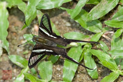 Lamproptera curius curius(White Dragontail)
