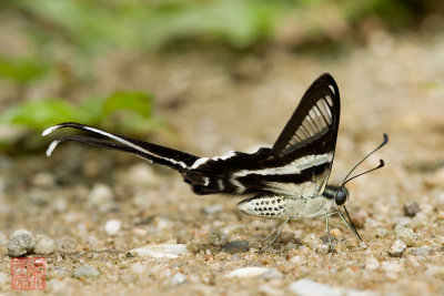 Lamproptera curius curius(White Dragontail)